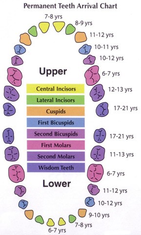 2013-04-02-Permanent-Teeth-Eruption-Schedule » Inspirited Mom